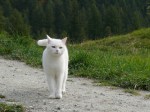 WHITE CAT